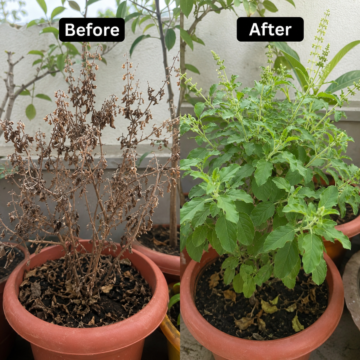 PlantLife Fertilizer Sticks - Buy 1 Get 1 FREE 🌿